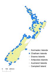 Lastreopsis hispida distribution map based on databased records at AK, CHR & WELT.
 Image: K.Boardman © Landcare Research 2020 CC BY 4.0